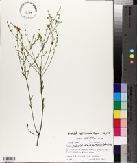 Linum medium var. texanum image