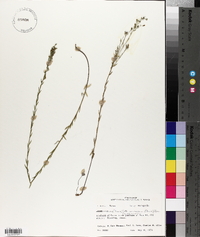 Linum medium var. texanum image