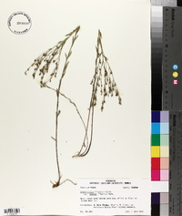 Linum medium image