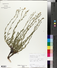 Menodora scabra image