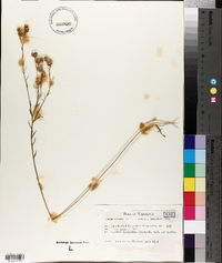 Linum bienne image