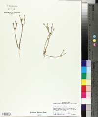 Linum imbricatum image