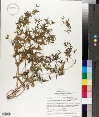 Mentzelia affinis image
