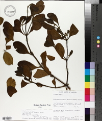 Phoradendron leucarpum subsp. macrophyllum image