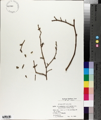 Phoradendron californicum image