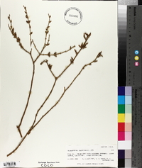 Phoradendron californicum image