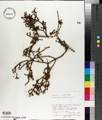 Phoradendron californicum image