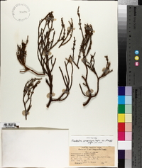 Phoradendron juniperinum image