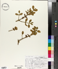 Phoradendron leucarpum subsp. tomentosum image