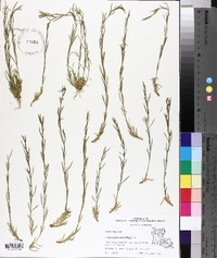 Polypremum procumbens image