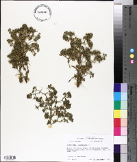 Polypremum procumbens image