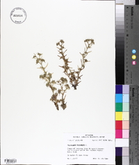 Polypremum procumbens image