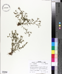 Polypremum procumbens image