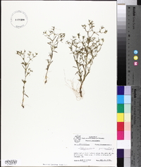 Polypremum procumbens image