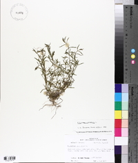 Polypremum procumbens image