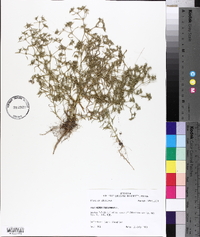 Polypremum procumbens image