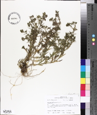 Polypremum procumbens image