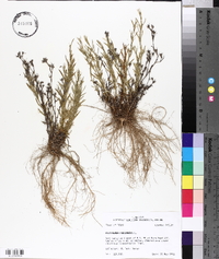 Polypremum procumbens image