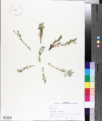 Polypremum procumbens image