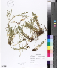 Polypremum procumbens image