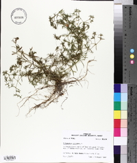 Polypremum procumbens image