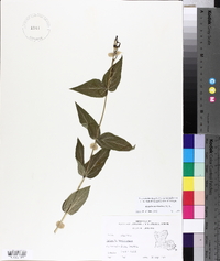 Spigelia marilandica image