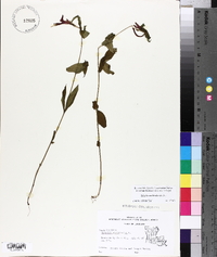 Spigelia marilandica image