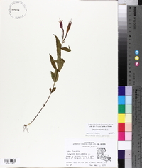Spigelia marilandica image