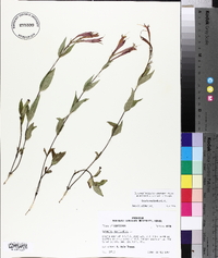 Spigelia marilandica image
