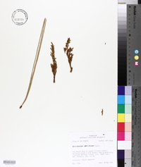 Arceuthobium campylopodum image
