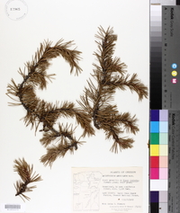 Arceuthobium americanum image