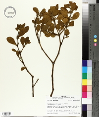 Phoradendron leucarpum subsp. tomentosum image