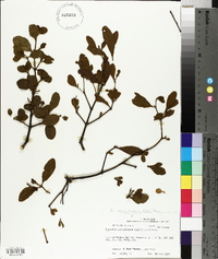 Phoradendron leucarpum subsp. tomentosum image