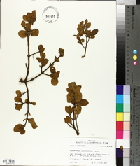 Phoradendron leucarpum subsp. tomentosum image