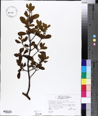 Phoradendron leucarpum subsp. tomentosum image