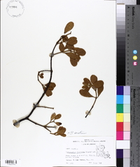 Phoradendron leucarpum subsp. leucarpum image