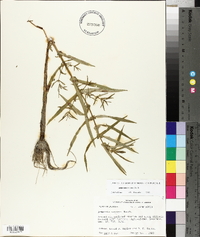 Ammannia coccinea image
