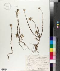 Lythrum hyssopifolia image