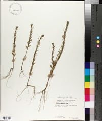 Lythrum hyssopifolia image