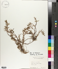 Lythrum hyssopifolia image