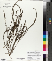Lythrum alatum var. lanceolatum image