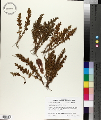 Rotala indica image