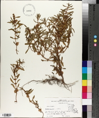 Rotala ramosior image