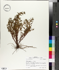 Rotala ramosior image