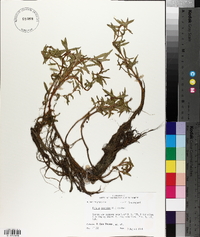 Rotala ramosior image