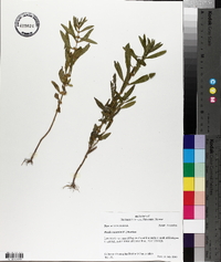 Rotala ramosior image