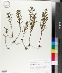 Rotala ramosior image