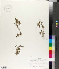 Rotala ramosior image