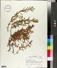 Rotala ramosior image