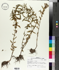 Rotala ramosior image